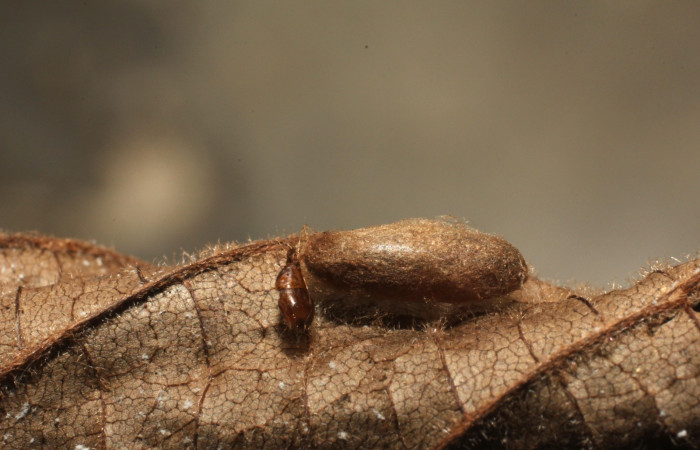 Fig 13. Capullo de familia Braconidae subfamilia Macrocentrinae, parásito de larva  <i>Antaeotricha fascicularis</i> Depressariidae. 
Voucher 12-SRNP-3451-DHJ801114.jpg