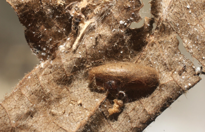 Fig 12.Capullo de la familia Braconidae subfamilia Macrocentrinae , parásito de larva  <i>Antaeotricha fascicularis</i> Depressariidae,
Voucher 12-SRNP-3463-DHJ801116.jpg