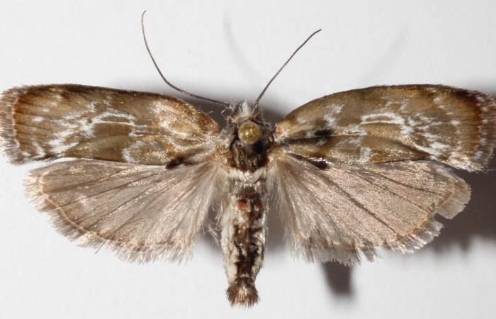 Fig 10. Adulto <i>Antaeotricha fascicularis</i> Depressariidae, vista dorsal. Voucher 12-SRNP-40404-DHJ592792.