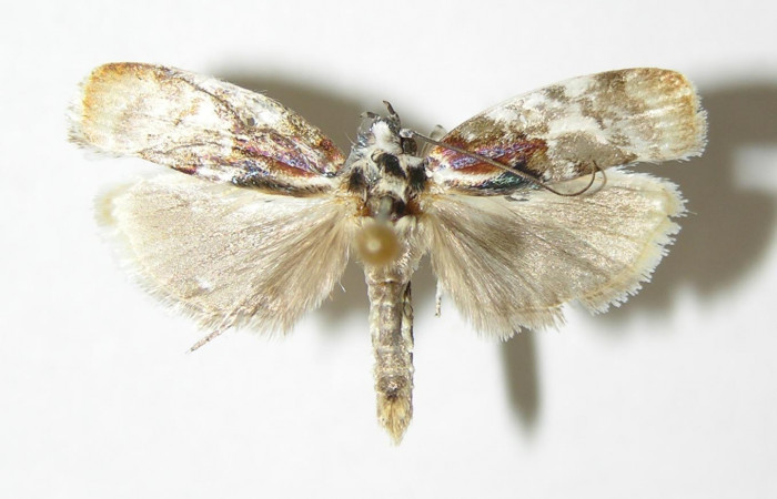Fig 8. Adulto <i>Antaeotricha fascicularis</i> Depressariidae, vista dorsal, (Macho). 
Voucher 95-SRNP-7695-DHJ340396.