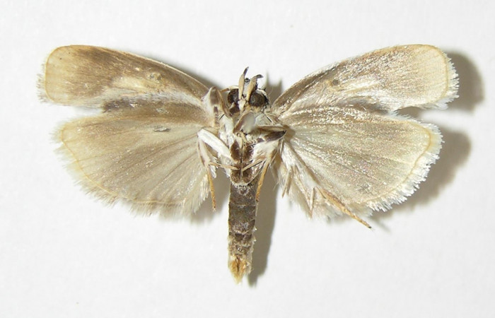 Fig 9. Adulto <i>Antaeotricha fascicularis</i> Depressariidae, vista ventral, (Macho). 
Voucher 95-SRNP-7695-DHJ340397