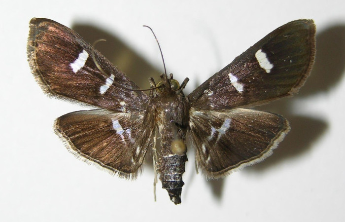 Fig. 17. Vista dorsal de adulto hembra de <i>Desmia</i> Solis19. Voucher: 00-SRNP-10541-DHJ336490