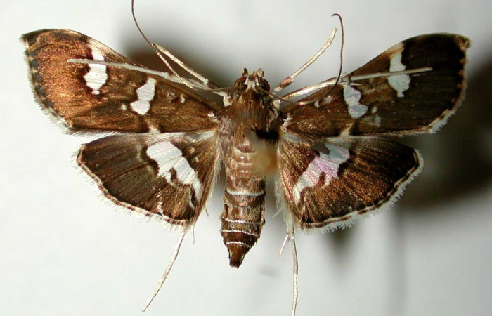 Fig. 12. Vista dorsal de adulto hembra de <i>Desmia ufeus</i>. Voucher: 00-SRNP-3113-DHJ33418.