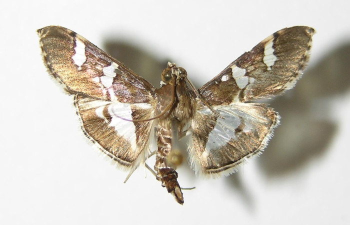 Fig. 14. Vista dorsal de adulto macho de <i>Desmia ufeus</i>. Voucher: 00-SRNP-3114-DHJ336526.