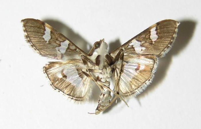 Fig. 15. Vista ventral de adulto macho de <i>Desmia ufeus</i>. Voucher: 00-SRNP-3114-DHJ336527.