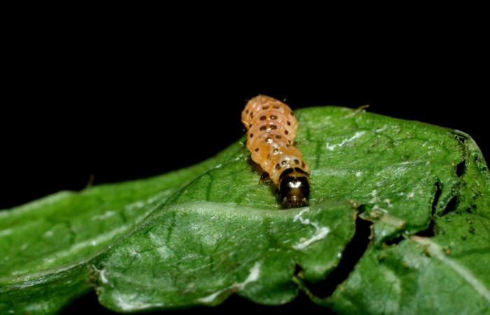 Fig. 3. Larva de <i>Desmia ufeus</i>, en prepupa, donde se nota la cabeza de la larva y parte del dorso. Voucher: 09-SRNP-2606-DHJ454435.