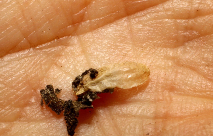 Fig. 8. Vista de los capullos eclosionados de Braconidae, parásito <i>Alabagrus</i> Sharkey12. En larva de <i>tDesmia ufeus</i>. Voucher: 09-SRNP-2606-DHJ476195.jpg