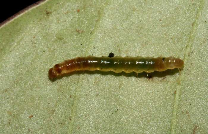 Fig. 6. Vista de cuerpo entero de <i>Desmia octomaculalis</i>, la cual se alimenta de <i>Notopleura uliginosar</i>. Voucher: 10-SRNP-1578-DHJ468517.jpg.