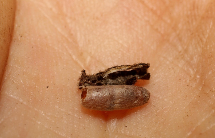 Fig. 10. Exubia de Ichneumonidae, parásito <i>Eiphosoma</i> macrumDHJ28, en <i>Desmia ufeus</i>. Voucher: 10-SRNP-56463-DHJ800251.jpg