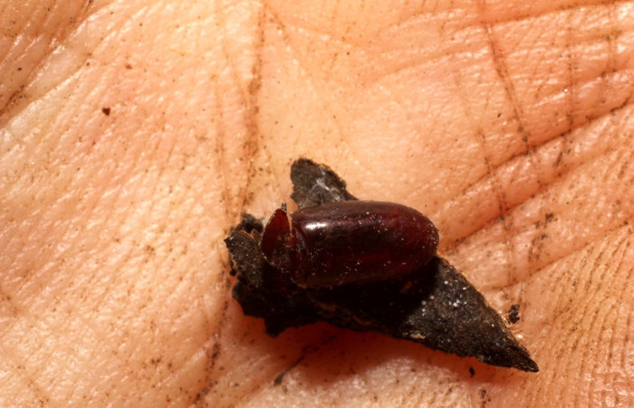 Fig. 11. Exubia de pupario de la familia Tachinidae, parásito <i>Argyrochaetona</i> Janzen04. Esta mosca parasitó una larva de <i>Desmia ufeus</i>. Voucher: 10-SRNP-56484-DHJ800255.jpg