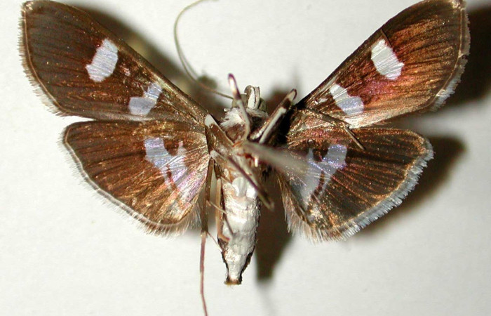 Fig. 19. Vista dorsal de adulto de <i>Desmia ploralis</i>. Voucher: 89-SRNP-662.03-DHJ33415