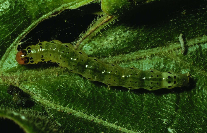 Fig. 1. Larva de <i>Desmia ufeus</i>, último estadio, en una de sus plantas hospederas <i>Cissus alata</i>. Voucher: 92-SRNP-2705-DHJ15529.jpg