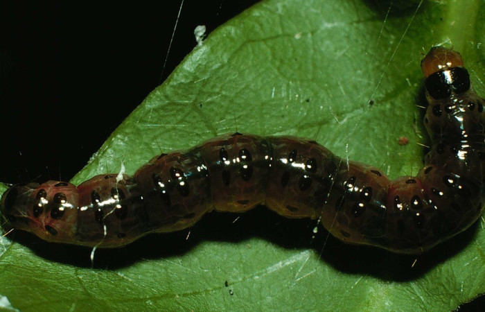 Fig. 7. Vista dorsal de <i>Desmia ploralis</i>, alimentándose de <i>Psychotria horizontalis</i>. Voucher: 95-SRNP-7825-DHJ25160.