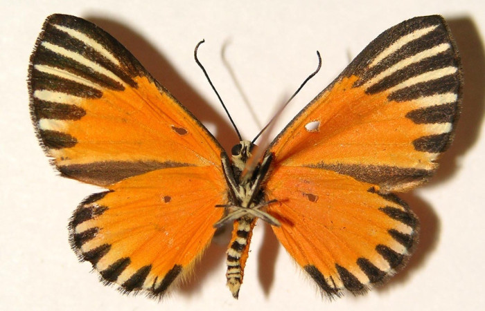 Figura 13. Adulto de (dorsal), <i>Mesene margaretta</i> (Riodinidae). (02-SRNP-1627-DHJ91915).