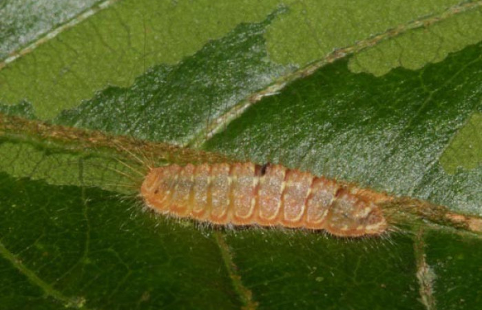 Figura 3. Detalle de alimentación <i>Mesene croceella</i> (Riodinidae). (17-SRNP-40775-DHJ725159).