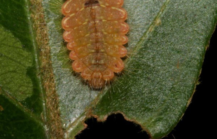 Figura 4. Detalle de extremo, <i>Mesene croceella</i> (Riodinidae).(17-SRNP-40775-DHJ725161).