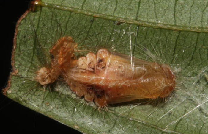 Figura 6. Detalle de pupa, <i>Mesene croceella</i> (Riodinidae). (17-SRNP-40775-DHJ725164).