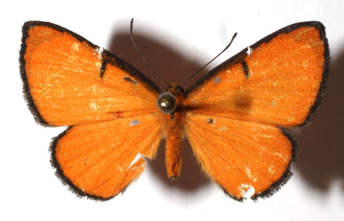 Figura 10. Adulto de (ventral), <i>Mesene phareus</i> (Riodinidae). (17-SRNP-73446-DHJ932384).