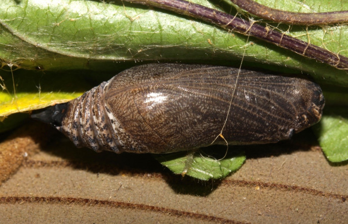 Fig. 12 pupa <i>Spicauda simplicius</i>, mide 25mm. Camino Draga, Sector Santa Elena, 370m 15-SRNP-31344-DHJ728278.jpg