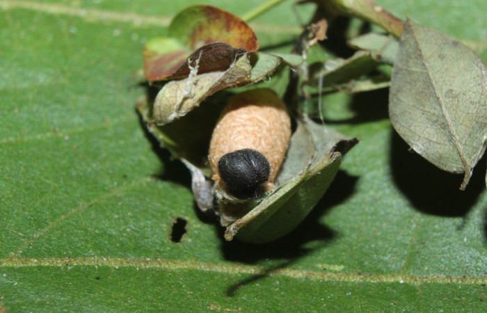 Fig. 14 parásitos (Ichneumonidae) salía de larva <i>Spicauda simplicius</i>, mide 10mm. Camino Draga, Sector Santa Elena, 370m 16-SRNP-70675-DHJ732834.jpg