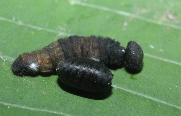 Fig. 16 parásitos (Tachinidae) salío de larva <i>Spicauda simplicius</i>, mide 7mm. Medrano, Sector Pitilla, 380m. 16-SRNP-71645-DHJ733367.jpg
