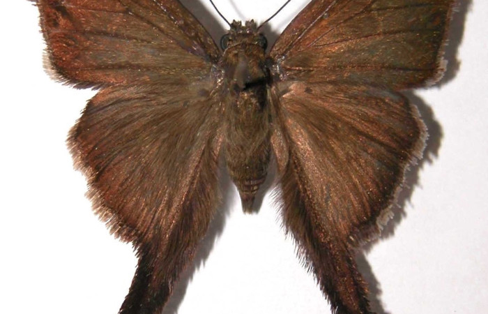 Fig. 1 Adulto <i>Spicauda simplicius</i>, vista dorsal. mide 40mm. Tangelo, Sector Del Oro, 410m. 02-SRNP-4745-DHJ36858. 