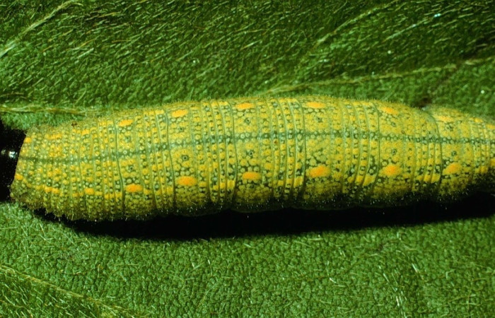 Fig. 3 larva <i>Spicauda simplicius</i>,  Area Administrativa, Sector Santa Rosa, 295m. 93-SRNP-6622-DHJ26502.jpg