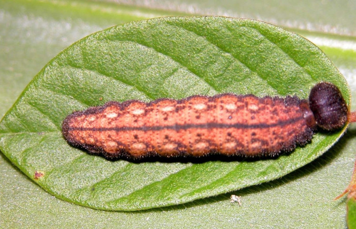 Fig. 8 larva <i>Spicauda simplicius</i>, mide 34mm. Camino Draga, Sector Santa Elena, 370m 03-SRNP-2538-DHJ35299.jpg