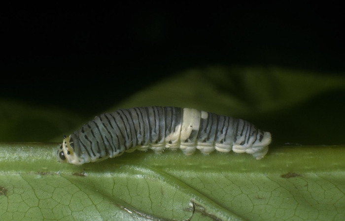 Figura 2. Larva <i>Protographium marchandi</i> (Papilionidae). Posición lateral en la hoja de la planta <i>Magnolia gloriensis</i> (Magnoliaceae). 05-SRNP-1159-DHJ88363.jpg.