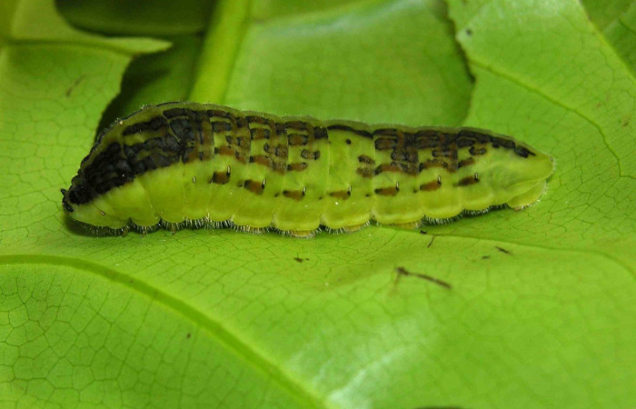 Figura 7. Larva <i>Protographium marchandi</i> (Papilionidae). Posición lateral en la hoja de la planta <i>Magnolia gloriensis</i> (Magnoliaceae). 05-SRNP-31302-DHJ404041.jpg.