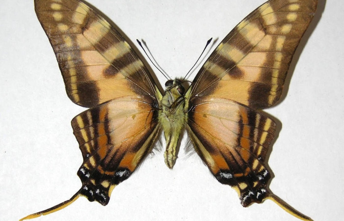 Figura 11. Adulto <i>Protographium marchandi</i> (Papilionidae). Posiciòn ventral. Área de Conservación Guanacaste, Sector Santa Rosa. 06-SRNP-33636-DHJ353545.