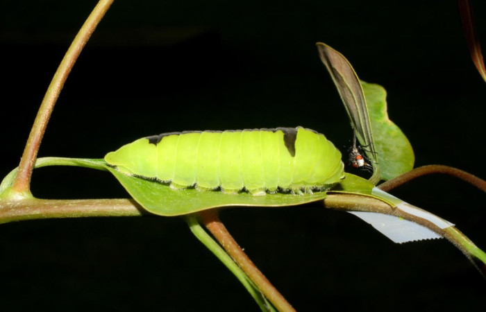 Figura 12. Larva <i>Protographium dariensis</i> (Papilionidae). Posición lateral en la hoja de la planta Aiouea montana (Lauraceae). 07-SRNP-56588-DHJ423000.jpg.