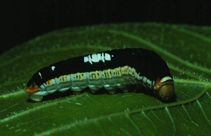 Figura 18. Larva <i>Protographium philolaus</i> (Papilionidae). Posición dorsal en la hoja de la planta <i>Sapranthus palanga</i> (Annonaceae). 85-SRNP-278-DHJ8960.jpg.
