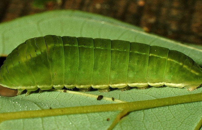 Figura 16. Larva <i>Protographium epidaus</i> (Papilionidae). Posición lateral en la hoja de la planta <i>Annona pruinosa</i> (Annonaceae). 98-SRNP-10446-DHJ47074.jpg.