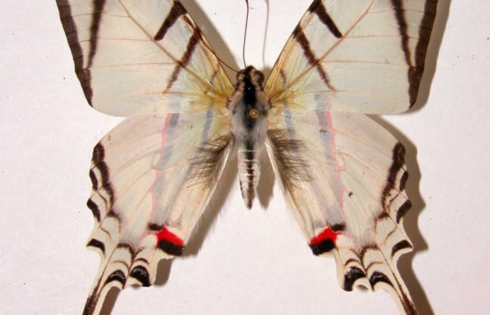 Figura 13. Adulto <i>Protographium dariensis</i> (Papilionidae). Posicion dorsal. Área de Conservación Guanacaste, Sector Santa Rosa. 98-SRNP-11858-DHJ38736.
