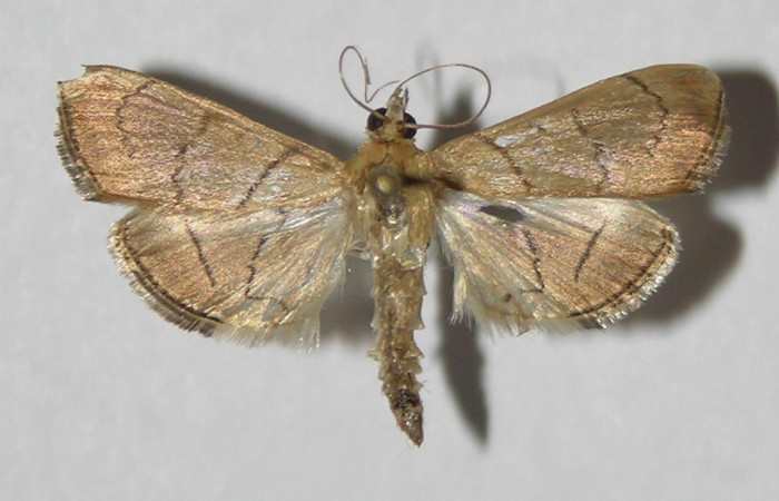 Figura 1. Adulto de <i>Aponia</i> Janzen469 (macho), vista dorsal. (13-SRNP-70964-DHJ578432).