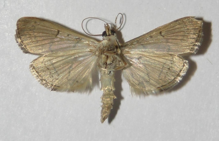 Figura 2. Adulto de <i>Aponia</i> Janzen469 (macho), vista ventral. (13-SRNP-70964-DHJ578433).