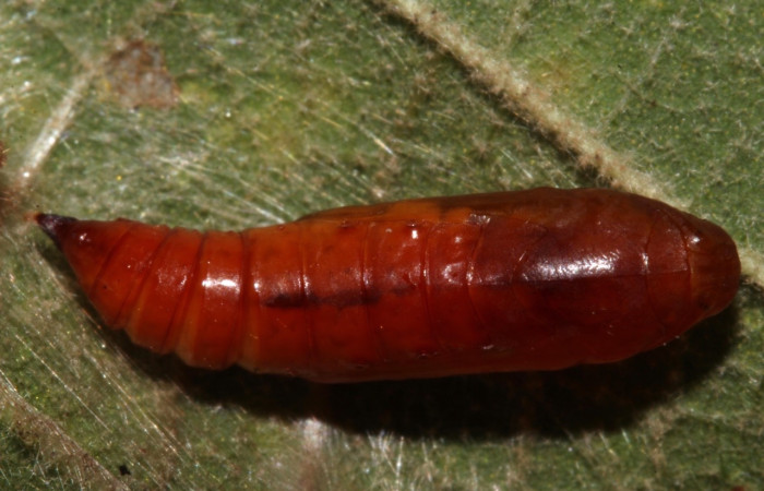 Figura 13. Pupa de <i>Aponia</i> Janzen469, Crambidae, vista dorsal. (17-SRNP-31012-DHJ736596).