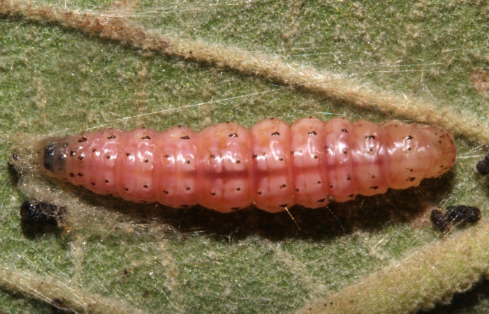 Figura 10. Prepupa de <i>Aponia</i> Janzen469, Crambidae, vista dorsal. (17-SRNP-31042-DHJ736632).