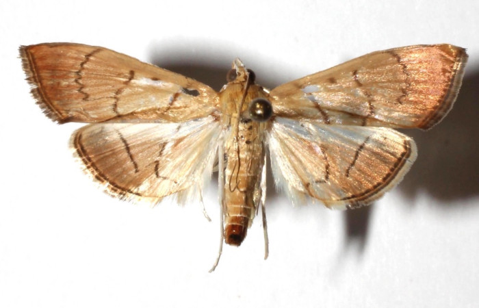 Figura 3. Adulto de <i>Aponia</i> Janzen469  (hembra), vista dorsal. (17-SRNP-31042-DHJ934368).