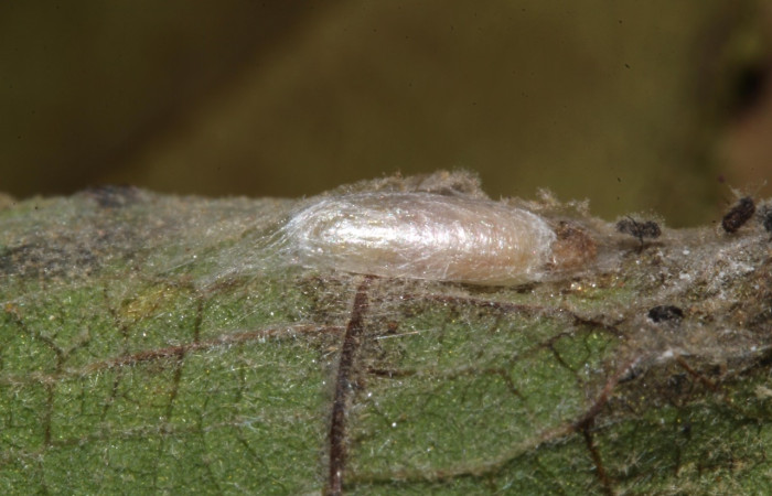 Figura 15. Capullo de parasito, <i>Aponia</i> Janzen469, atacada  por parásito de, Braconidae. (17-SRNP-31050-DHJ736636).