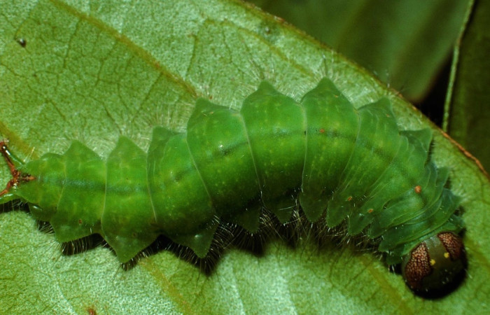 Figura 14. <i>Rosema attenuata</i> (Notodontidae), vista dorsal. Voucher 01-SRNP-25377-DHJ64032.jpg.