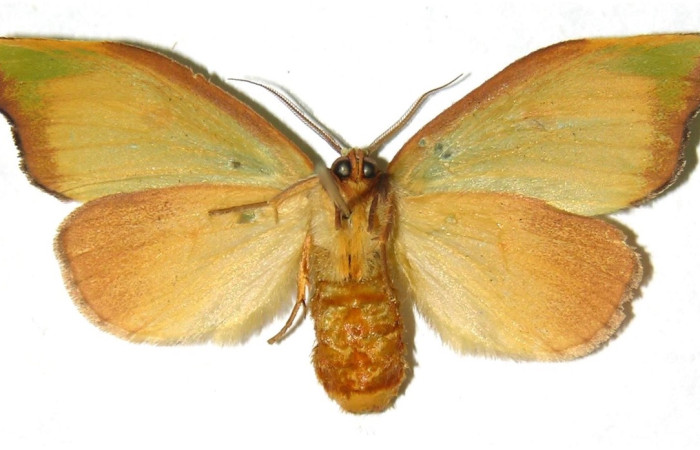 Figura 18. Adulto de <i>Rosema attenuata</i> (Notodontidae), vista dorsal. Voucher 02-SRNP-33926-DHJ310797.jpg.