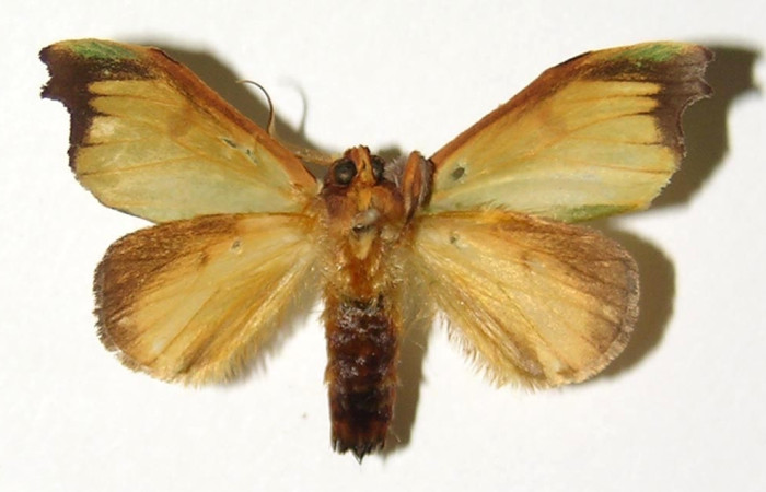 Figura 12. Adulto hembra de <i>Rosema deolis</i> (Notodontidae), vista ventral. Voucher 03-SRNP-8101-DHJ300795.jpg.