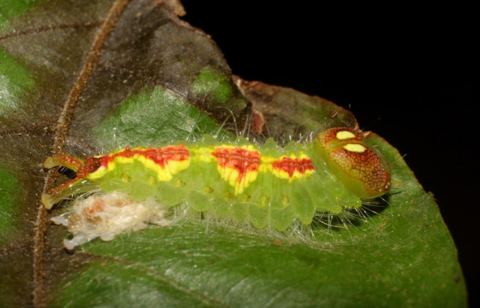 Figura 4. <i>Rosema deolis</i> (Notodontidae), mudando penúltimo estadio a último, vista lateral dorsal, Sector Santa Rosa. Voucher 06-SRNP-41827-DHJ414487.jpg.