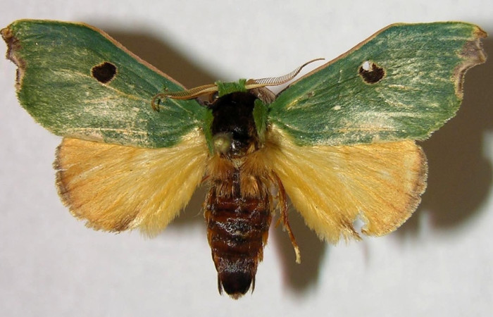 Figura 1. Adulto de <i>Rosema deolis</i> (Notodontidae). Vista dosal. Voucher 07-SRNP-41023-DHJ377156. jpg.