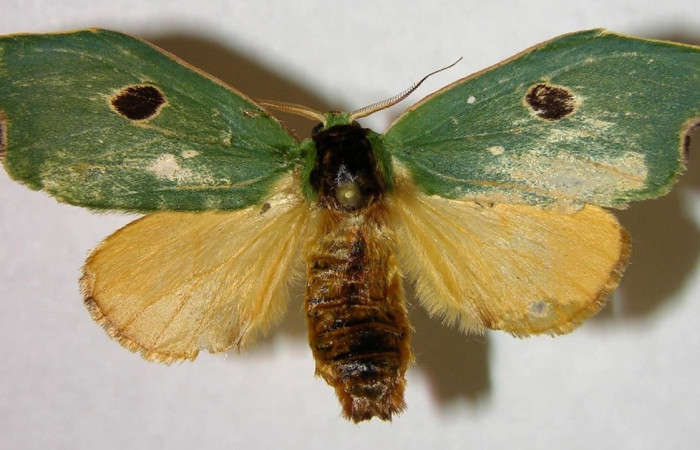 Figura 9. Adulto hembra de <i>Rosema deolis</i> (Notodontidae), vista dorsal. Voucher 07-SRNP-41025-DHJ377152.jpg.