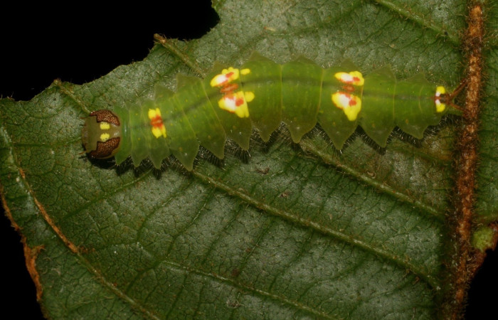 Figura 13. <i>Rosema attenuata</i> (Notodontidae), vista dorsal. Voucher 07-SRNP-4592-DHJ434005.jpg.