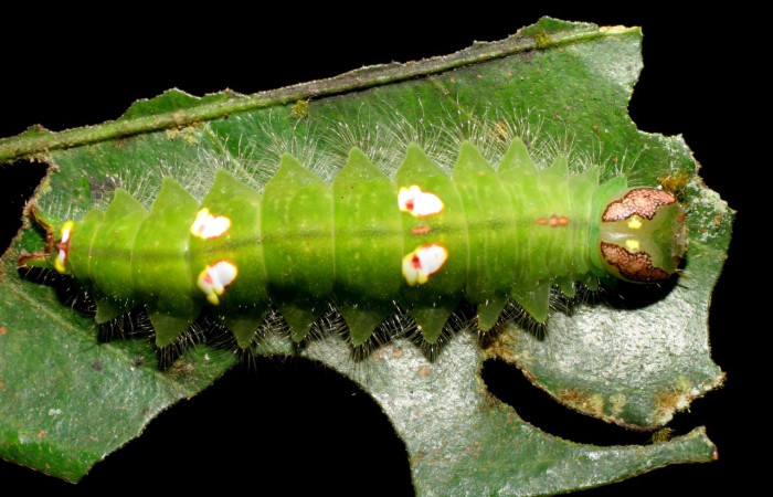 Figura 16. <i>Rosema attenuata</i> (Notodontidae), vista dorsal. Voucher 07-SRNP-60760-DHJ435109.jpg.