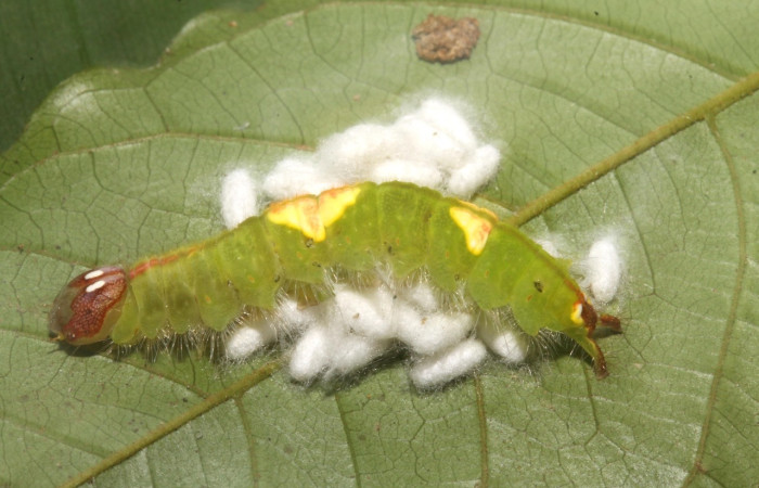 Figura 8. <i>Rosema deolis</i> (Notodontidae), con parásito   (Braconidae) mgJanzen01 Janzen01, sin eclosionar. Voucher 14-SRNP-67315-DHJ724350.jpg.
